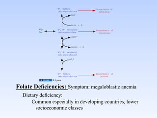 N 5 methyl                 Biosynthesis of
                   tetrahydrofolate              methionine
                               NAD+



                                      +
                               NADH + H

         Gly       N 5, N10 methylene         Biosynthesis of
         Ser       tetrahydrofolate              thymidylate
                               NADP +



                                          +
                               NADPH + H

                   N 5, N
                        10 methenyl
                   tetrahydrofolate

                              H2 O




                   N10 formyl                 Biosyntheses of
                   tetrahydrofolate                purines
               R. Lyons


Folate Deﬁciencies: Symptom: megaloblastic anemia	

  Dietary deﬁciency:	

      Common especially in developing countries, lower
        socioeconomic classes	

 