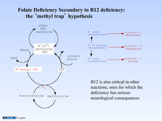 Folate Deﬁciency Secondary to B12 deﬁciency:
           the methyl trap hypothesis	

                  other
                   THF
                 reactions                              N 5 methyl             Biosynthesis of
                                                        tetrahydrofolate        Methionine


                    5     10                            N 5 , N 10 methylene
                  N ,N -                                                       Biosynthesis of
                                                        tetrahydrofolate
        N AD H   methylene                                                     Thymidylate
                    THF
                                            c ar bo n
N AD+                                       d on or     N 10 formyl            Biosyntheses of
                                                        tetrahydrofolate          Purines


   N 5-methyl THF                     THF



                                                           B12 is also critical in other
                        B12                                reactions, ones for which the
                                                           deﬁciency has serious
        hom ocyst eine        m et hi on i ne
                                                           neurological consequences.	




    R. Lyons
 