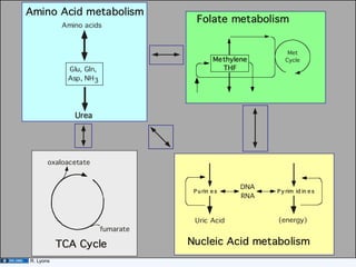 Amino Acid metabolism
                                      Folate metabolism
            Amino acids



                                                               Met
                                              Methylene       Cycle
             Glu, Gln,                          THF
             Asp, NH 3




               Urea




       oxaloacetate


                                                     DNA
                                     P u rin e s           P y rim id in e s
                                                     RNA


                                     Uric Acid             (energy)
                         fumarate

           TCA Cycle                Nucleic Acid metabolism
R. Lyons
 