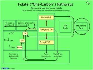 Folate (“One-Carbon”) Pathways
                                        Click on any blue box to see details
                            (Start with the section with ‘Diet’ and follow the paths with red arrows)



                                                        Methyl-THF

 Connects to        Donation of one carbon
 Amino Acids        (from Ser, Gly)
                                                                                          THF           Methionine
                                                                                          Cycle           Cycle
                                                      Methylene-THF
          THF                THF



Diet:     DHF           DHF
                                                      Formyl-THF

          Folate   Folate



         Connects to                                        Purine         Thymidylate
        Nucleic Acids                                    biosynthesis      synthetase
          lectures




        R. Lyons
 