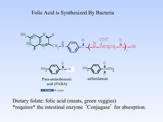 Folic Acid is Synthesized By Bacteria	



   NH2     N    N    H
                                      O         COO-    O
      HN                 H                    H
           O
                N    CH2 N            C   (   N CHCHCH2 C
                                                   2        )n   OH


                               O                  O
               NH2             C OH   NH2         S NH2
                                                  O
                Para-aminobenzoic       sulfanilamide
                   acid (PABA)
                         R. Lyons




Dietary folate: folic acid (meats, green veggies)	

*requires* the intestinal enzyme Conjugase for absorption.	

 
