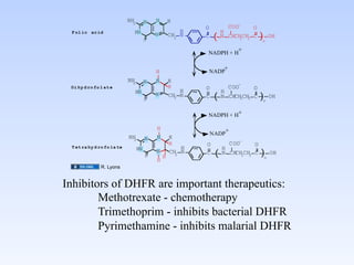 NH2        N   N       H
                                                            O          COO-    O
                               HN                       H            H
                                                                (                   )n
  F ol ic ac id
                                            N       CH2 N   C        N CHCHCH2 C         OH
                                        O                                  2


                                                            NADPH + H
                                                                            +


                                            H               NADP
                                                                      +
                             NH2        N   N       H
                                                                            -
 Di hy d ro fo l at e                               H       O             COO   O
                               HN                       H            H
                                        O
                                            N       CH2 N   C    (   N CHCH2CH2 C   )n   OH


                                                            NADPH + H+

                                            H                         +
                                                                NADP
                             NH2        N   N       H
                                                    H       O             COO-  O
  T et ra hy d ro fo la te         HN                   H            H
                                        O
                                            N
                                                H
                                                    CH2 N   C    (   N CHCH2CH2 C   )n   OH
                                            H
               R. Lyons


Inhibitors of DHFR are important therapeutics:	

       	

Methotrexate - chemotherapy	

       	

Trimethoprim - inhibits bacterial DHFR	

       	

Pyrimethamine - inhibits malarial DHFR	

 
