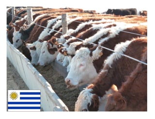 121121 07-wbeef-marcas-roberto-barcellos