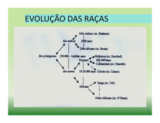 EVOLUÇÃO	
  DAS	
  RAÇAS	
  




                               6	
  
 