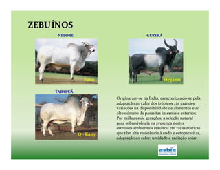 NELORE	
                                                     GUZERÁ	
  




                    Fano	
                                                   Elegante	
  

TABAPUÃ	
  
                                     Originaram-­‐se	
  na	
  Índia,	
  caracterizando-­‐se	
  pela	
  
                                     adaptação	
  ao	
  calor	
  dos	
  trópicos	
  ,	
  às	
  grandes	
  
                                     variações	
  na	
  disponibilidade	
  de	
  alimentos	
  e	
  ao	
  
                                     alto	
  número	
  de	
  parasitas	
  internos	
  e	
  externos.	
  
                                     Por	
  milhares	
  de	
  gerações,	
  a	
  seleção	
  natural	
  
                                     para	
  sobrevivência	
  na	
  presença	
  destes	
  
                                     estresses	
  ambientais	
  resultou	
  em	
  raças	
  rústicas	
  
              Q	
  -­‐	
  Kapy	
     que	
  têm	
  alta	
  resistência	
  à	
  endo	
  e	
  ectoparasitas,	
  
                                     adaptação	
  ao	
  calor,	
  umidade	
  e	
  radiação	
  solar.	
  
 