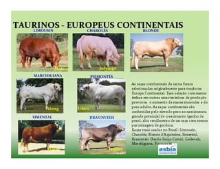  	
  	
  	
  	
  	
  	
  	
  	
  	
  	
  LIMOUSIN	
                      CHAROLÊS	
  	
  	
  	
  	
  	
  	
  	
  	
  	
  	
  	
  	
  	
  	
  	
  	
  	
  	
  	
  	
  	
  	
  	
  	
  	
  	
  	
  	
  	
  	
  	
  	
  	
  	
  	
  	
  	
  BLONDE	
  




                                                       Matrix	
                                         Jolympe	
  
	
  	
  	
  	
  	
  	
  	
  	
  	
  	
  	
  MARCHIGIANA	
                          PIEMONTÊS	
  




                                       Viking	
  	
                 Libro	
  	
  
                SIMENTAL	
  




                                          Mallo	
                                                                             Isopor	
  	
  
 