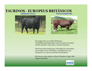 ABERDEEN	
  ANGUS	
                                              POLLED	
  HEREFORD	
  




                    Sua	
  origem	
  deu-­‐se	
  nas	
  Ilhas	
  Britânicas.	
  
                    A	
  ﬁnalidade	
  principal	
  dessas	
  raças	
  têm	
  sido,	
  por	
  muitos	
  
                    séculos,	
  produzir	
  carne	
  para	
  o	
  consumo	
  humano.	
  

                    Elas	
  foram	
  selecionadas	
  para	
  velocidade	
  de	
  crescimento,	
  
                    precocidade	
  sexual,	
  fertilidade	
  e	
  qualidade	
  de	
  carne,	
  
                    resultando	
  em	
  raças	
  de	
  tamanho	
  intermediário.	
  

                    São	
  estas	
  as	
  mais	
  usadas	
  no	
  Brasil:	
  Aberdeen	
  Angus,	
  Red	
  
                    Angus	
  e	
  Hereford.	
  
 