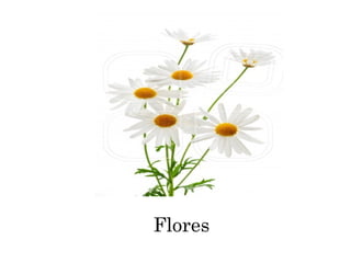 Flores
 