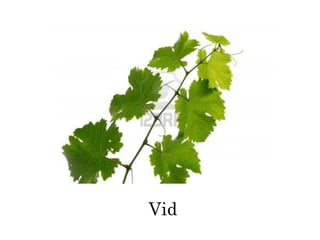 Vid
 