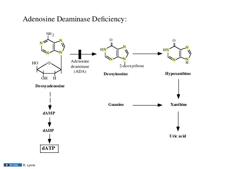 12.12.08 Nucleotide Metabolism