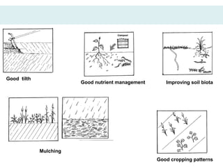Good tilth
                        Good nutrient management      Improving soil biota




             Mulching
                                                   Good cropping patterns
 