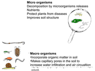 Micro organisms
Decomposition by microorganisms releases
Nutrients
Protect plants from diseases
Improves soil structure




  Macro organisms
  •Incorporate organic matter in soil
  •Makes capillary pores in the soil to
  increase water infiltration and air circualtion
 