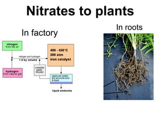 Nitrates to plants
               In roots
In factory
 