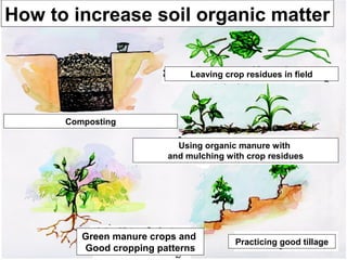 How to increase soil organic matter

                              Leaving crop residues in field




      Composting

                           Using organic manure with
                         and mulching with crop residues




         Green manure crops and
                                         Practicing good tillage
         Good cropping patterns
 