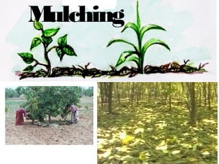 Mulching
 