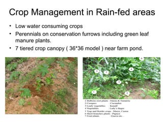 Crop Management in Rain-fed areas
• Low water consuming crops
• Perennials on conservation furrows including green leaf
  manure plants.
• 7 tiered crop canopy ( 36*36 model ) near farm pond.
 