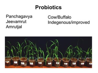 Probiotics
Panchagavya       Cow/Buffalo
Jeevamrut         Indegenous/improved
Amrutjal
 