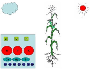 C          O             H



 N             P             K


 Ca        Mg        S
Fe   Zn   Mn   Cl   Cu       B Mo
 