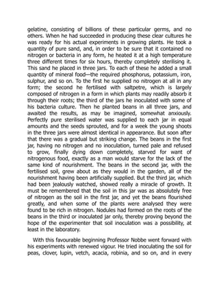 gelatine, consisting of billions of these particular germs, and no
others. When he had succeeded in producing these clear cultures he
was ready for his actual experiments in growing plants. He took a
quantity of pure sand, and, in order to be sure that it contained no
nitrogen or bacteria in any form, he heated it at a high temperature
three different times for six hours, thereby completely sterilising it.
This sand he placed in three jars. To each of these he added a small
quantity of mineral food—the required phosphorus, potassium, iron,
sulphur, and so on. To the first he supplied no nitrogen at all in any
form; the second he fertilised with saltpetre, which is largely
composed of nitrogen in a form in which plants may readily absorb it
through their roots; the third of the jars he inoculated with some of
his bacteria culture. Then he planted beans in all three jars, and
awaited the results, as may be imagined, somewhat anxiously.
Perfectly pure sterilised water was supplied to each jar in equal
amounts and the seeds sprouted, and for a week the young shoots
in the three jars were almost identical in appearance. But soon after
that there was a gradual but striking change. The beans in the first
jar, having no nitrogen and no inoculation, turned pale and refused
to grow, finally dying down completely, starved for want of
nitrogenous food, exactly as a man would starve for the lack of the
same kind of nourishment. The beans in the second jar, with the
fertilised soil, grew about as they would in the garden, all of the
nourishment having been artificially supplied. But the third jar, which
had been jealously watched, showed really a miracle of growth. It
must be remembered that the soil in this jar was as absolutely free
of nitrogen as the soil in the first jar, and yet the beans flourished
greatly, and when some of the plants were analysed they were
found to be rich in nitrogen. Nodules had formed on the roots of the
beans in the third or inoculated jar only, thereby proving beyond the
hope of the experimenter that soil inoculation was a possibility, at
least in the laboratory.
With this favourable beginning Professor Nobbe went forward with
his experiments with renewed vigour. He tried inoculating the soil for
peas, clover, lupin, vetch, acacia, robinia, and so on, and in every
 