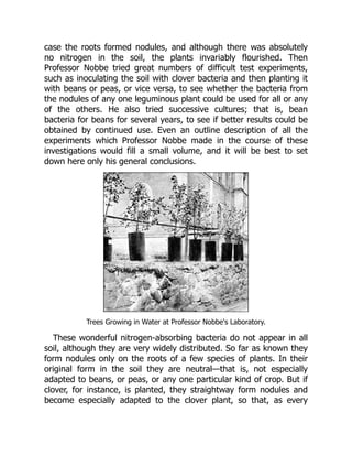case the roots formed nodules, and although there was absolutely
no nitrogen in the soil, the plants invariably flourished. Then
Professor Nobbe tried great numbers of difficult test experiments,
such as inoculating the soil with clover bacteria and then planting it
with beans or peas, or vice versa, to see whether the bacteria from
the nodules of any one leguminous plant could be used for all or any
of the others. He also tried successive cultures; that is, bean
bacteria for beans for several years, to see if better results could be
obtained by continued use. Even an outline description of all the
experiments which Professor Nobbe made in the course of these
investigations would fill a small volume, and it will be best to set
down here only his general conclusions.
Trees Growing in Water at Professor Nobbe's Laboratory.
These wonderful nitrogen-absorbing bacteria do not appear in all
soil, although they are very widely distributed. So far as known they
form nodules only on the roots of a few species of plants. In their
original form in the soil they are neutral—that is, not especially
adapted to beans, or peas, or any one particular kind of crop. But if
clover, for instance, is planted, they straightway form nodules and
become especially adapted to the clover plant, so that, as every
 