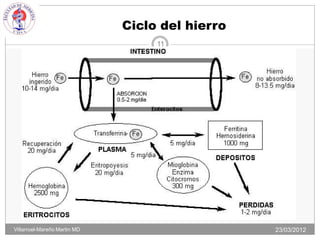 Ciclo del hierro
                                   11




Villarroel-Mareño Martin MD                      23/03/2012
 