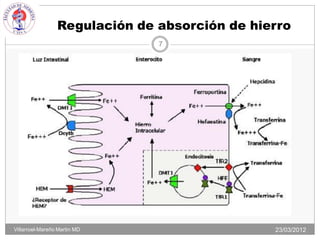 Regulación de absorción de hierro
                               7




Villarroel-Mareño Martin MD                    23/03/2012
 