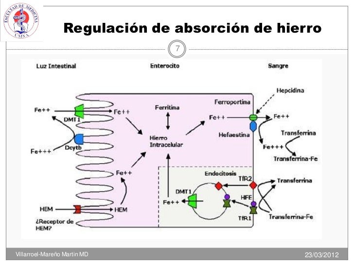 metabolismo del hierro