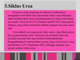 5.Siklus Urea
Senyawa yang tergolong di dalamnya sebenarnya
merupakan hasil akhir dari satu rantai reaksi yang bilamana
tidak diekskresikan akan membahayakan sel atau jasad hidup
itu sendiri. Senyawa ber-N misalnya adalah NH3 yang karena
sifatnya yang toksis kemudian diubah menjadi urea atau asam
urat.
Urea adalah zat yang netral tidak toksis yang dikeluarkan
dari jasad bersama urine. Senyawa itu terbentuk dari dua
molekul amoniak dan satu molekul karbondioksida.
Penggabungan ini memerlukan energi yang cukup besar, yang
berasal dari ATP. Pengikatan NH3 sehingga menjadi urea
terjadi melalui siklus urea
 
