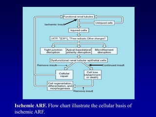 Ischemic ARF. Flow chart illustrate the cellular basis of
ischemic ARF.
 