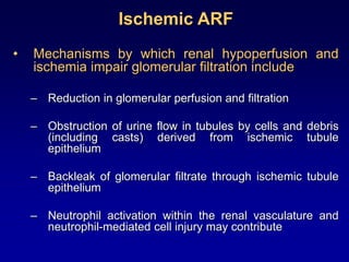 Ischemic ARF
• Mechanisms by which renal hypoperfusion and
ischemia impair glomerular filtration include
– Reduction in glomerular perfusion and filtration
– Obstruction of urine flow in tubules by cells and debris
(including casts) derived from ischemic tubule
epithelium
– Backleak of glomerular filtrate through ischemic tubule
epithelium
– Neutrophil activation within the renal vasculature and
neutrophil-mediated cell injury may contribute
 