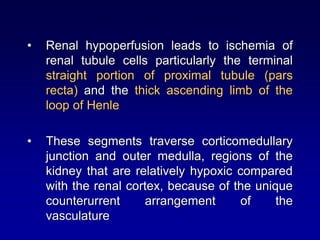 • Renal hypoperfusion leads to ischemia of
renal tubule cells particularly the terminal
straight portion of proximal tubule (pars
recta) and the thick ascending limb of the
loop of Henle
• These segments traverse corticomedullary
junction and outer medulla, regions of the
kidney that are relatively hypoxic compared
with the renal cortex, because of the unique
counterurrent arrangement of the
vasculature
 