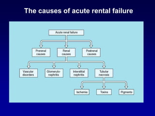 The causes of acute rental failure
 