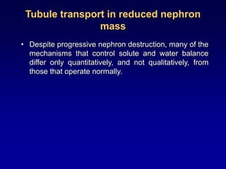 Tubule transport in reduced nephron
mass
• Despite progressive nephron destruction, many of the
mechanisms that control solute and water balance
differ only quantitatively, and not qualitatively, from
those that operate normally.
 