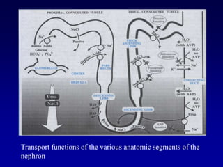 Transport functions of the various anatomic segments of the
nephron
 