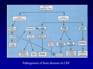 Pathogenesis of bone diseases in CRF
 