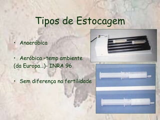 Conservação do Sêmen.ppt