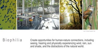 Create opportunities for human-nature connections, including
seeing, hearing and physically experiencing wind, rain, sun
and shade, and the distractions of the natural world.
Credit: Rodney Campbell, Flickr
B i o p h i l i a
 