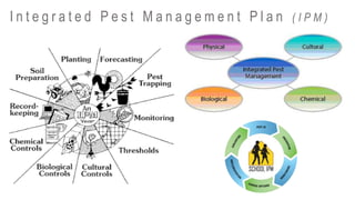 I n t e g r a t e d P e s t M a n a g e m e n t P l a n ( I P M )
 