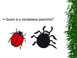 Quem é a verdadeira joaninha? 