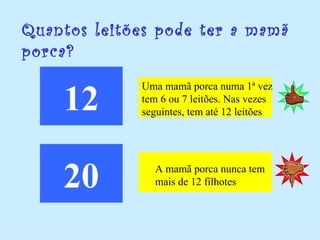 Quantos leitões pode ter a mamã
porca?


    12
             Uma mamã porca numa 1ª vez
             tem 6 ou 7 leitões. Nas vezes
             seguintes, tem até 12 leitões




    20         A mamã porca nunca tem
               mais de 12 filhotes
 