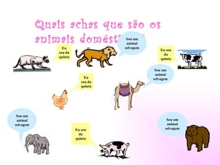 Quais achas que são os
           animais domésticos?       Sou um
                                     animal
                 Eu                 selvagem
                                                   Eu sou
               sou da
                                                     da
               quinta
                                                   quinta


                                                Sou um
                                                animal
                             Eu                selvagem
                           sou da
                           quinta




 Sou um
 animal                                               Sou um
selvagem                                              animal
                        Eu sou                       selvagem
                          da
                        quinta
 