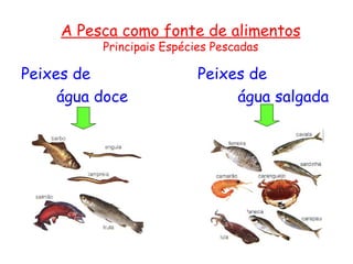 A Pesca como fonte de alimentos
          Principais Espécies Pescadas

Peixes de                  Peixes de
     água doce                  água salgada
 