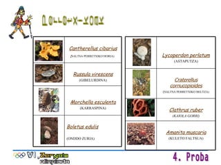 Perretxikoak Boletus edulis (ONDDO ZURIA) Morchella esculenta (KARRASPINA) Russula virescens (GIBELURDINA) Cantherellus cibarius  ( SALTSA PERRETXIKO HORIA)   Amanita muscaria (KULETO FALTSUA) Clathrus ruber (KAIOLA GORRI) Craterellus cornucopioides ( SALTSA PERRETXIKO BELTZA) Lycoperdon perlatum (ASTAPUTZA) 