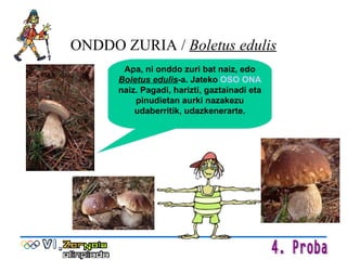 ONDDO ZURIA /  Boletus edulis Apa, ni onddo zuri bat naiz, edo  Boletus edulis -a. Jateko  OSO ONA  naiz. Pagadi, harizti, gaztainadi eta pinudietan aurki nazakezu udaberritik, udazkenerarte. 