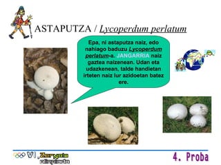 ASTAPUTZA /  Lycoperdum perlatum Epa, ni astaputza naiz, edo nahiago baduzu  Lycoperdum perlatum -a.  JANGARRIA  naiz gaztea naizenean. Udan eta udazkenean, talde handietan irteten naiz lur azidoetan batez ere. 