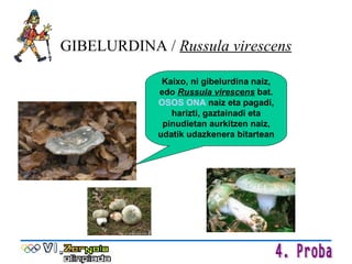 GIBELURDINA /  Russula virescens Kaixo, ni gibelurdina naiz, edo  Russula virescens  bat.  OSOS ONA  naiz eta pagadi, harizti, gaztainadi eta pinudietan aurkitzen naiz, udatik udazkenera bitartean 