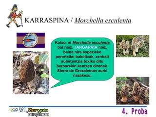 KARRASPINA /  Morchella esculenta Kaixo, ni  Morchella esculenta  bat naiz.  JANGARRIA  naiz, baina nire espezieko perretxiko bakoitzak, zenbait substantzia toxiko ditu beroarekin kentzen direnak. Sierra de Grazaleman aurki nazakezu. 