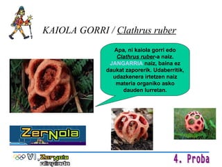 KAIOLA GORRI /  Clathrus ruber   Apa, ni kaiola gorri edo  Clathrus ruber -a naiz.  JANGARRIA  naiz, baina ez daukat zaporerik. Udaberritik, udazkenera irtetzen naiz materia organiko asko dauden lurretan. 