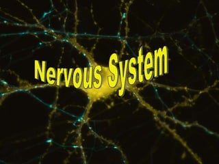Nervous System Nervous System 