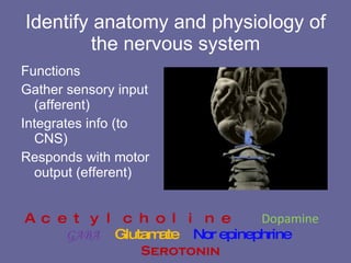 Identify anatomy and physiology of the nervous system Functions Gather sensory input (afferent) Integrates info (to CNS) Responds with motor output (efferent) Acetylcholine  Dopamine   GABA   Glutamate   Nor epinephrine  Serotonin  